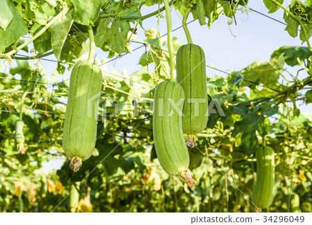 loofah gourd plant in garden, luffa cylindrica. 34296049