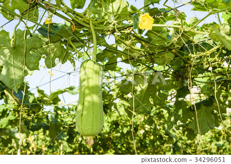 loofah gourd plant in garden, luffa cylindrica. 34296051
