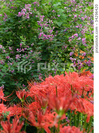 Autumn flowers 34296420