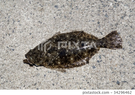 我釣到了一條魚比目魚 34296462