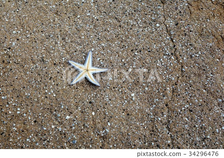 Starfish caught at Hikotto Land in Shimonoseki City 34296476