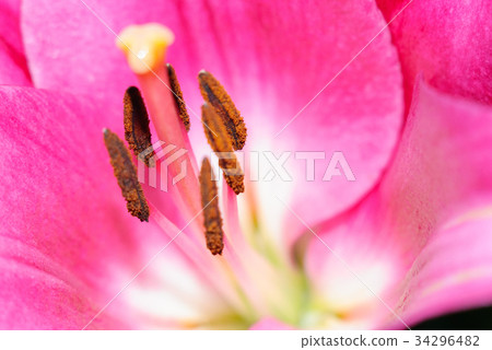 Extreme close-up on the center of the flower Extreme close-up on the center of the flower 34296482