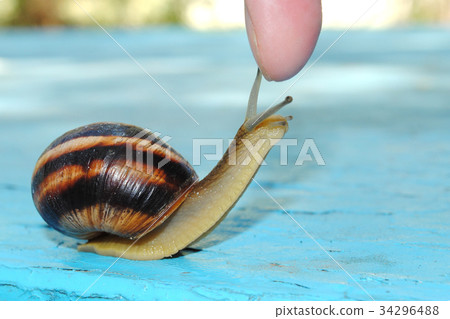 snail on the table snail on the table 34296488
