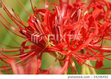 Clustertail花(Hana Garden Hiratsuka) Clustertail花(Hana Garden Hiratsuka) 34296492