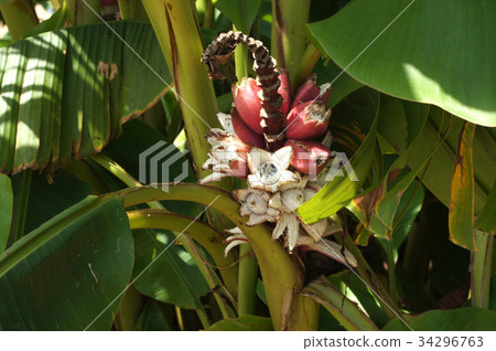 Musa Vertina 34296763