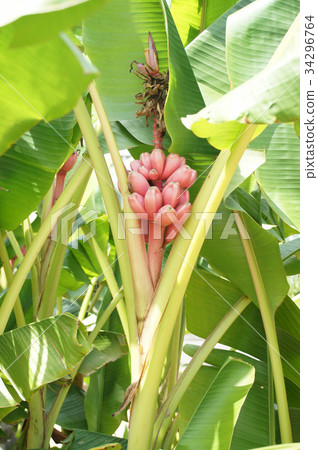 Musa Vertina 34296764