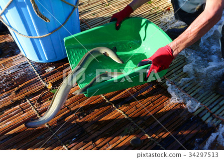 Mogi Town Ose Tourism Yanagawa Natural Eel 34297513