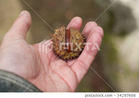 closeup of chestnut tree seed in hand closeup of chestnut tree seed in hand 34297608