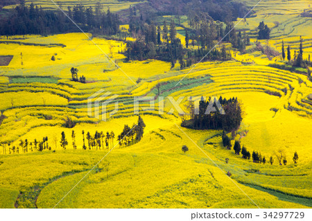 Luoping in full bloom in rape blossoms (Yunnan Province, China) Luoping in full bloom in rape blossoms (Yunnan Province, China) 34297729