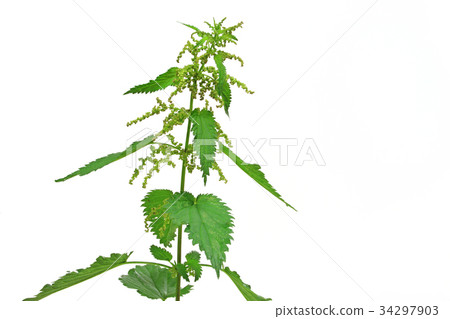 Stinging nettle (Urtica dioica)  34297903