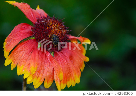 Bumblebee on a flower 34298300