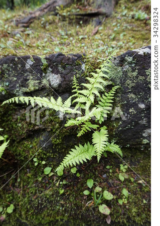 Karuizawa Satoshi Fern 34298324