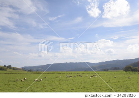Ranch and sheep 34298820