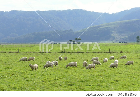 牧場和綿羊 牧場和綿羊 34298856