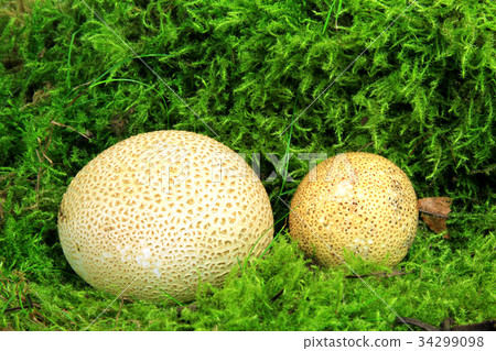 Common earthball (Scleroderma citrinum) Common earthball (Scleroderma citrinum) 34299098