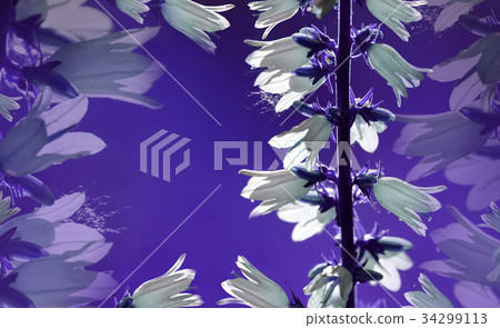 Floral background. White flowers bells. Floral background. White flowers bells. 34299113