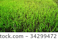 Rice paddy in Thailand.Close up of farm paddy. 34299472