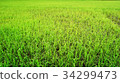 Rice paddy in Thailand.Close up of farm paddy. 34299473
