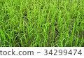 Rice paddy in Thailand.Close up of farm paddy. 34299474