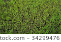 Rice paddy in Thailand.Close up of farm paddy. 34299476