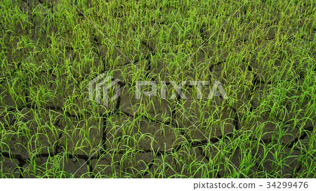Rice paddy in Thailand.Close up of farm paddy. 34299476