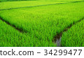 Rice paddy in Thailand.Close up of farm paddy. 34299477