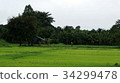 Rice paddy in Thailand. 34299478