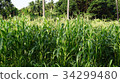Corn farm in Thailand. Close up view of corn farm. 34299480