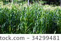 Corn farm in Thailand. Close up view of corn farm. 34299481