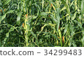 Corn farm in Thailand. Close up view of corn farm. 34299483