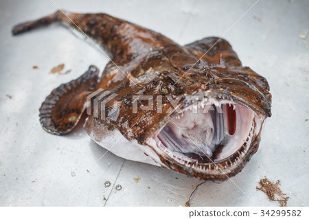 raw angler fish raw angler fish 34299582