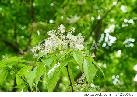 Flower of Aodamo 34299593