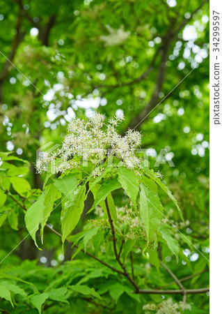 Flower of Aodamo Flower of Aodamo 34299597