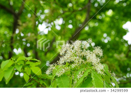 Flower of Aodamo 34299599