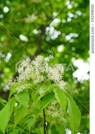 Aodamo之花 Aodamo之花 34299600