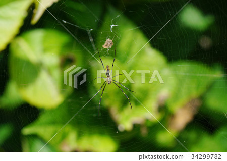 Slim "Jirogumo" female at the center of the spider web Slim "Jirogumo" female at the center of the spider web 34299782