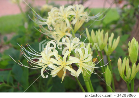 Cluster amaryllis Cluster amaryllis 34299860