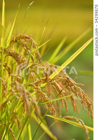 Rice field Rice field 34299878