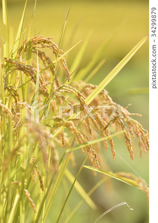 Rice field Rice field 34299879