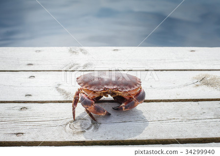 alive crab standing on wooden floor alive crab standing on wooden floor 34299940