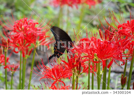 Higanki花和swallowtail蝴蝶 Higanki花和swallowtail蝴蝶 34300104