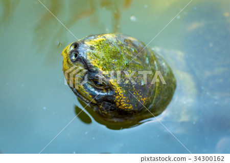 Big turtle in tropical pond water Big turtle in tropical pond water 34300162