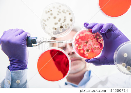 Senior life science researcher grafting bacteria. 34300714