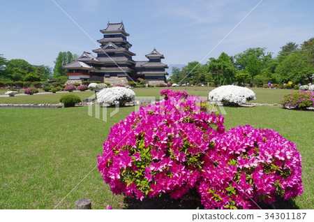 信州國寶松本城松本觀光中心春天本丸花園五月花杜鵑花松本城 信州國寶松本城松本觀光中心春天本丸花園五月花杜鵑花松本城 34301187