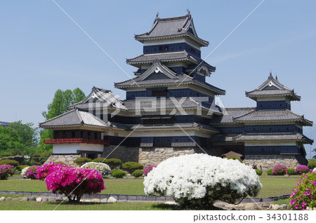 信州國寶松本城松本觀光中心春天本丸花園五月花杜鵑花松本城 信州國寶松本城松本觀光中心春天本丸花園五月花杜鵑花松本城 34301188