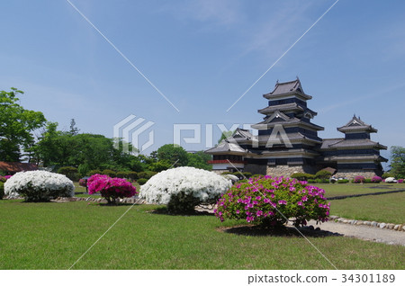 信州國寶松本城松本觀光中心春天本丸花園五月花杜鵑花松本城 信州國寶松本城松本觀光中心春天本丸花園五月花杜鵑花松本城 34301189