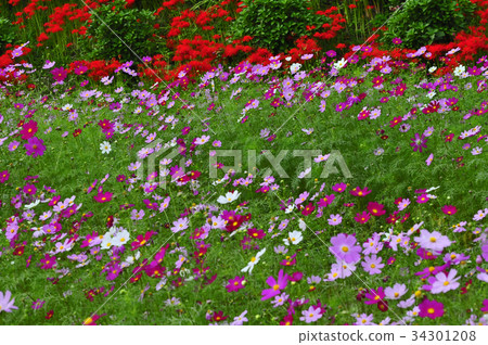 Cosmos and Higanbana 34301208