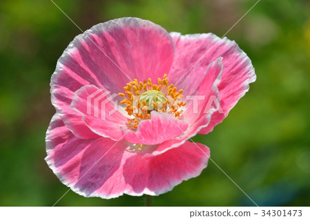 Plant: Iceland Poppy Poppy family Plant: Iceland Poppy Poppy family 34301473
