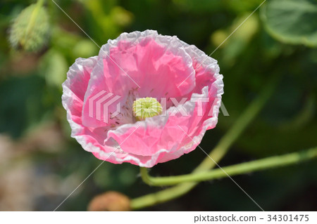 Plant: Iceland Poppy Poppy family Plant: Iceland Poppy Poppy family 34301475