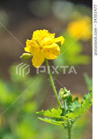 植物：鐵杉罌粟科 34301477